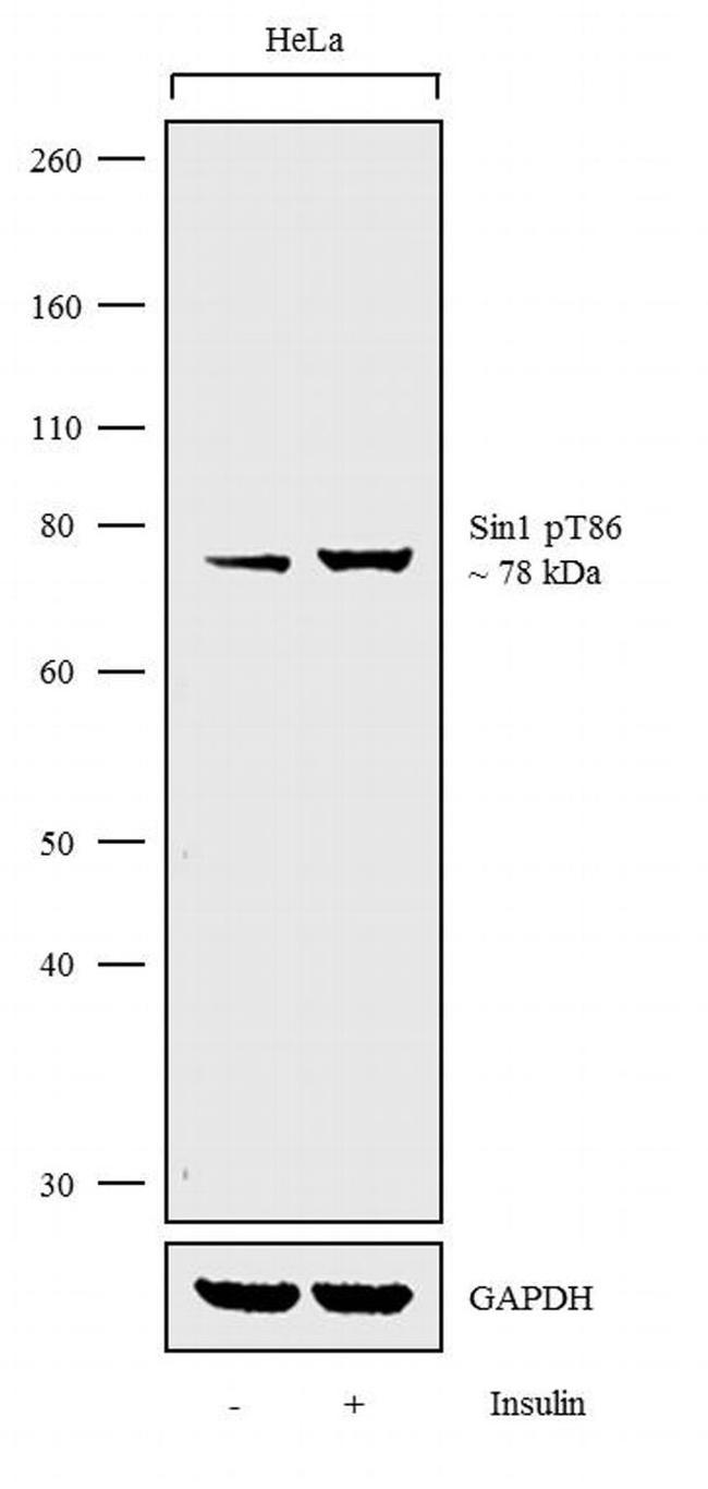Phospho-MAPKAP1 (Thr86) Antibody