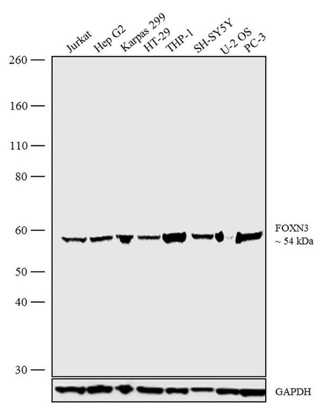 FOXN3 Antibody in Western Blot (WB)