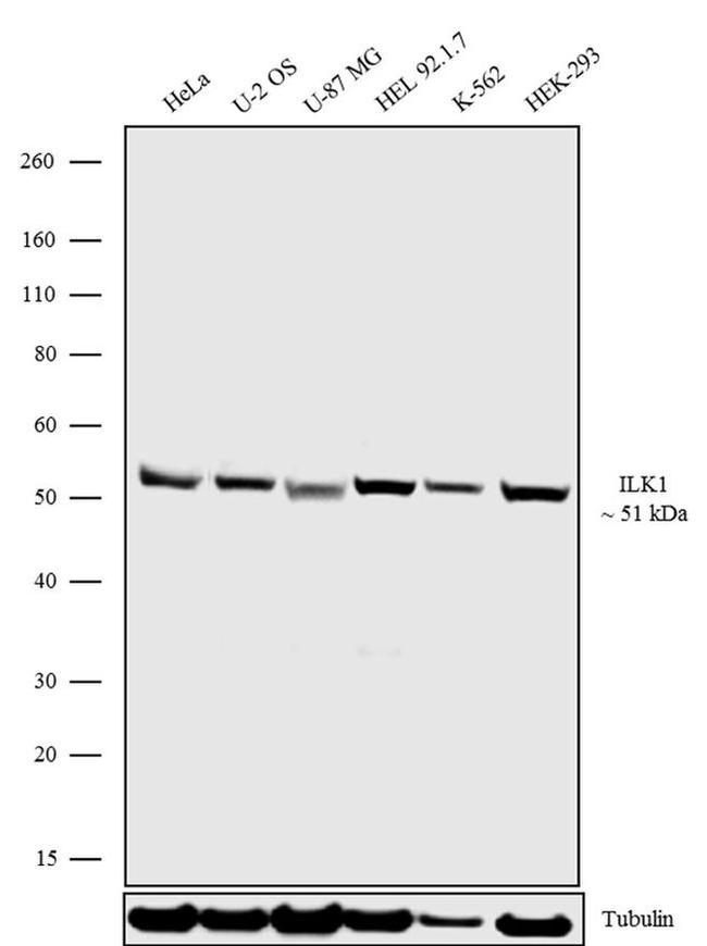 ILK Antibody in Western Blot (WB)