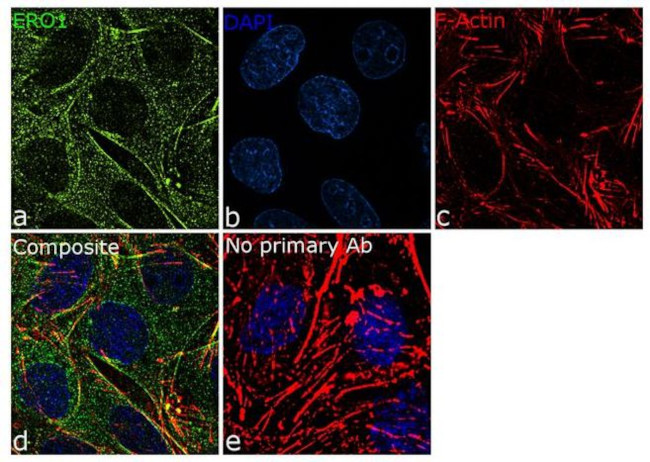 ERO1L Antibody in Immunocytochemistry (ICC/IF)