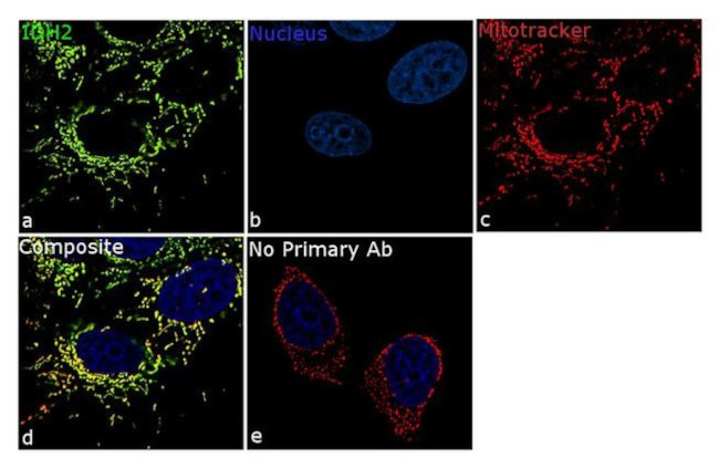 IDH2 Antibody in Immunocytochemistry (ICC/IF)