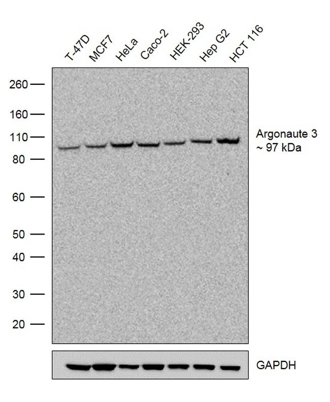 Argonaute 3 Antibody in Western Blot (WB)