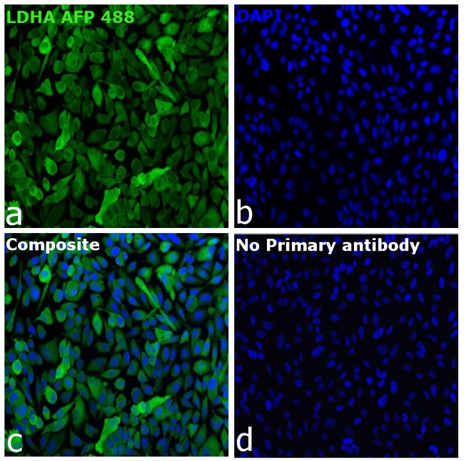 LDHA Antibody in Immunocytochemistry (ICC/IF)