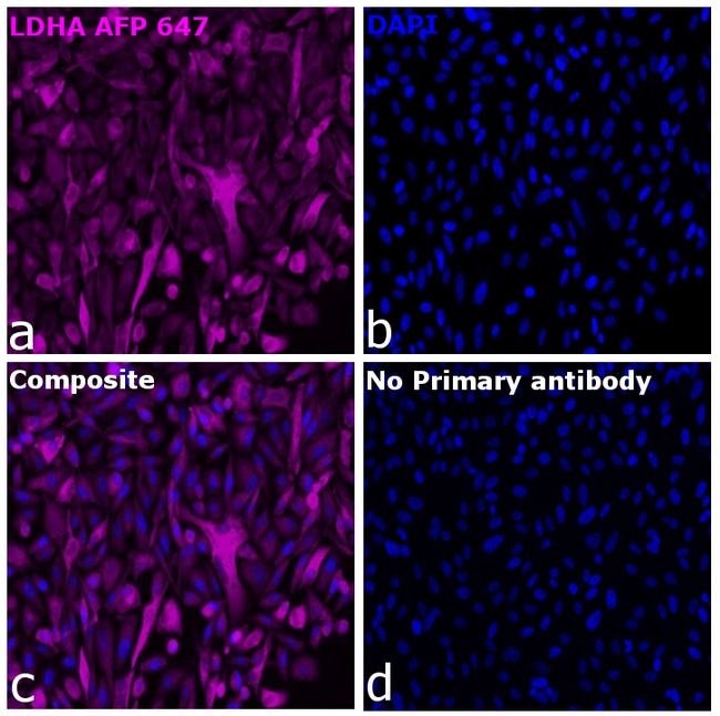 LDHA Antibody in Immunocytochemistry (ICC/IF)