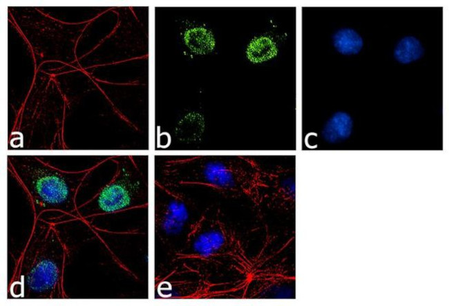 FOXN3 Antibody in Immunocytochemistry (ICC/IF)