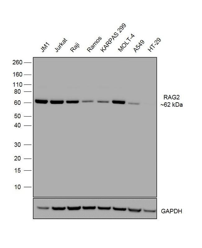 RAG2 Antibody in Western Blot (WB)