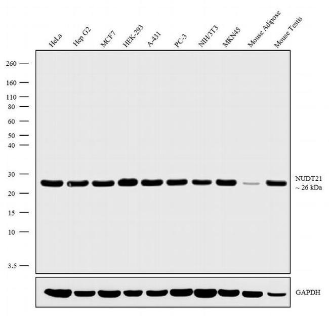 NUDT21 Antibody in Western Blot (WB)