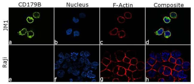 CD179b Antibody in Immunocytochemistry (ICC/IF)