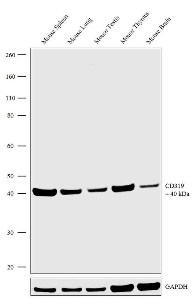 CD319 (CRACC) Antibody in Western Blot (WB)