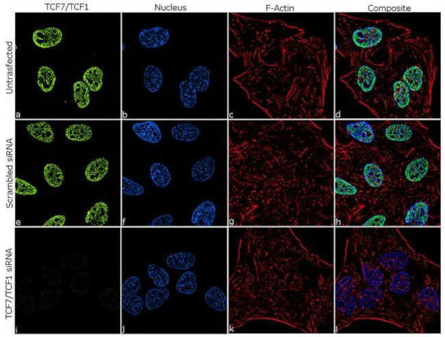 TCF7 Antibody in Immunocytochemistry (ICC/IF)