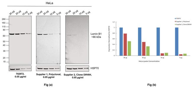 Lamin B1 Antibody in Western Blot (WB)