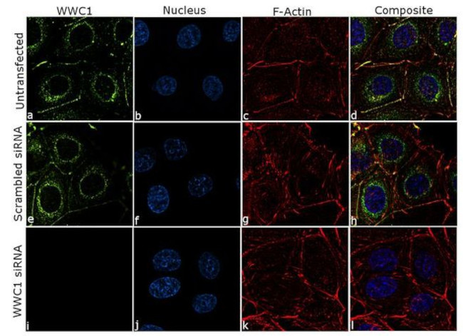 WWC1 Antibody in Immunocytochemistry (ICC/IF)