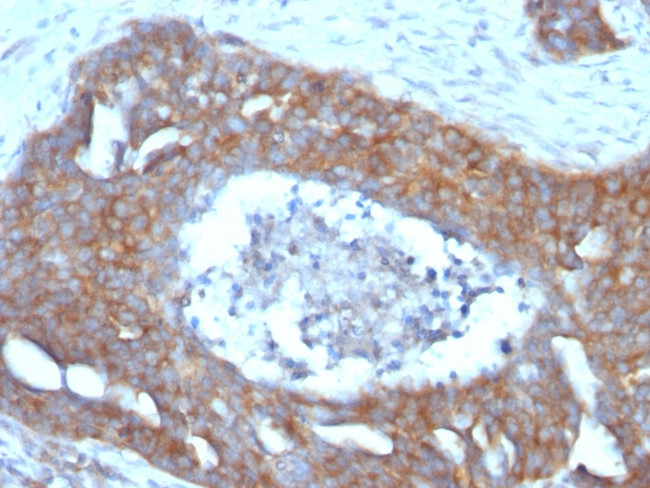 pS2/pNR-2/TFF1 (Estrogen-Regulated Protein) Antibody in Immunohistochemistry (Paraffin) (IHC (P))