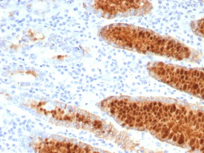 pS2/pNR-2/TFF1 (Estrogen-Regulated Protein) Antibody in Immunohistochemistry (Paraffin) (IHC (P))