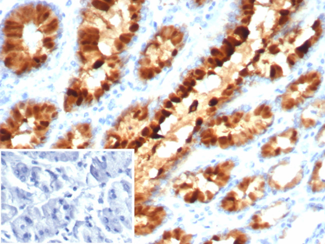 pS2/pNR-2/TFF1 (Estrogen-Regulated Protein) Antibody in Immunohistochemistry (Paraffin) (IHC (P))