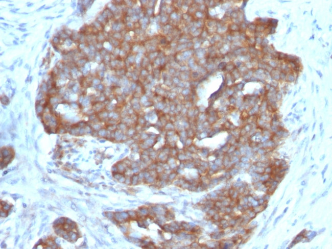 pS2/pNR-2/TFF1 (Estrogen-Regulated Protein) Antibody in Immunohistochemistry (Paraffin) (IHC (P))