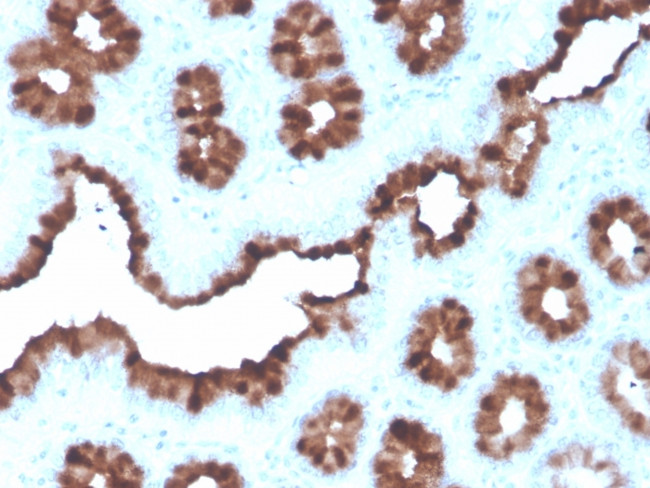 pS2/pNR-2/TFF1 (Estrogen-Regulated Protein) Antibody in Immunohistochemistry (Paraffin) (IHC (P))