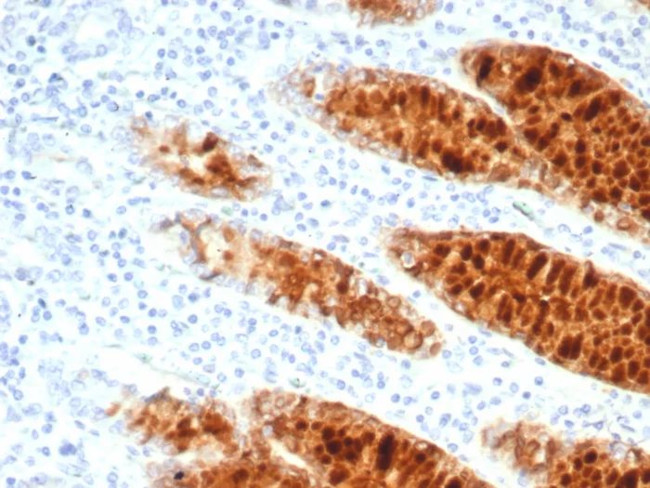 pS2/pNR-2/TFF1 (Estrogen-Regulated Protein) Antibody in Immunohistochemistry (Paraffin) (IHC (P))