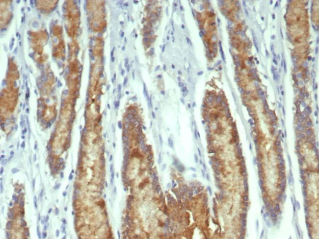 pS2/pNR-2/TFF1 (Estrogen-Regulated Protein) Antibody in Immunohistochemistry (Paraffin) (IHC (P))