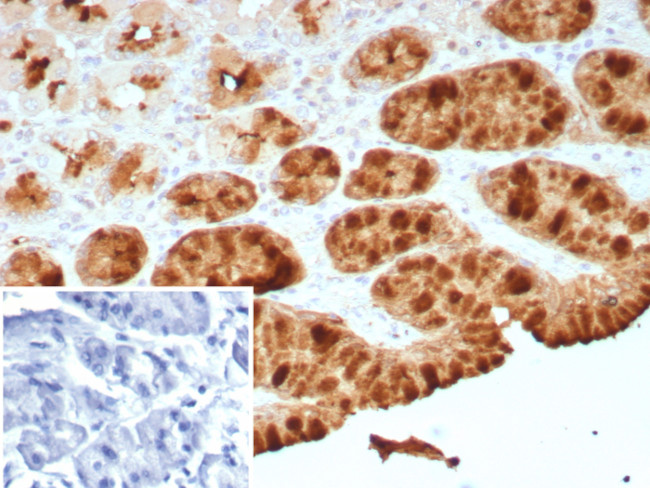 pS2/pNR-2/TFF1 (Estrogen-Regulated Protein) Antibody in Immunohistochemistry (Paraffin) (IHC (P))