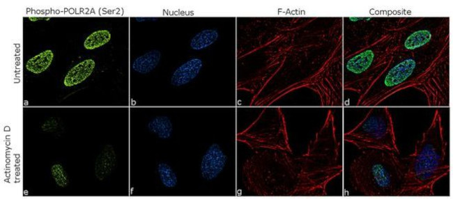 Phospho-RNA pol II CTD (Ser2) Antibody in Immunocytochemistry (ICC/IF)