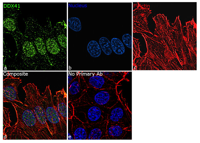 DDX41 Antibody in Immunocytochemistry (ICC/IF)