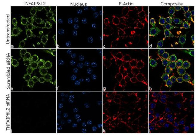 TNFAIP8L2 Antibody in Immunocytochemistry (ICC/IF)
