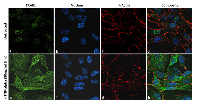 TRAF1 Antibody in Immunocytochemistry (ICC/IF)