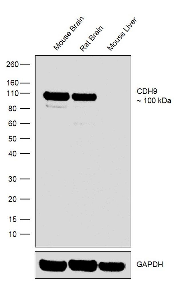 CDH9 Antibody in Western Blot (WB)