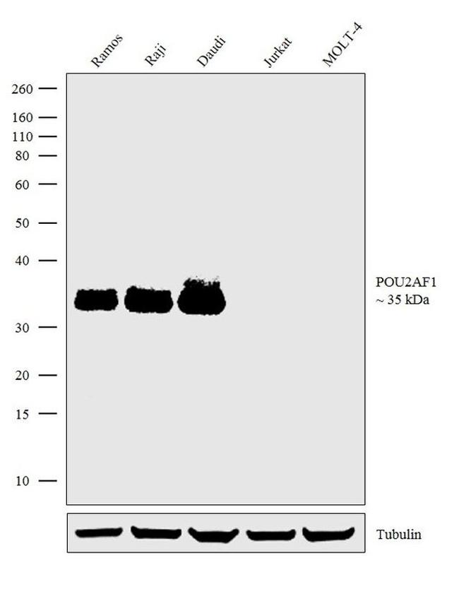 BOB-1 Antibody in Western Blot (WB)