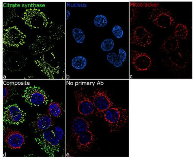 Citrate Synthase Antibody in Immunocytochemistry (ICC/IF)