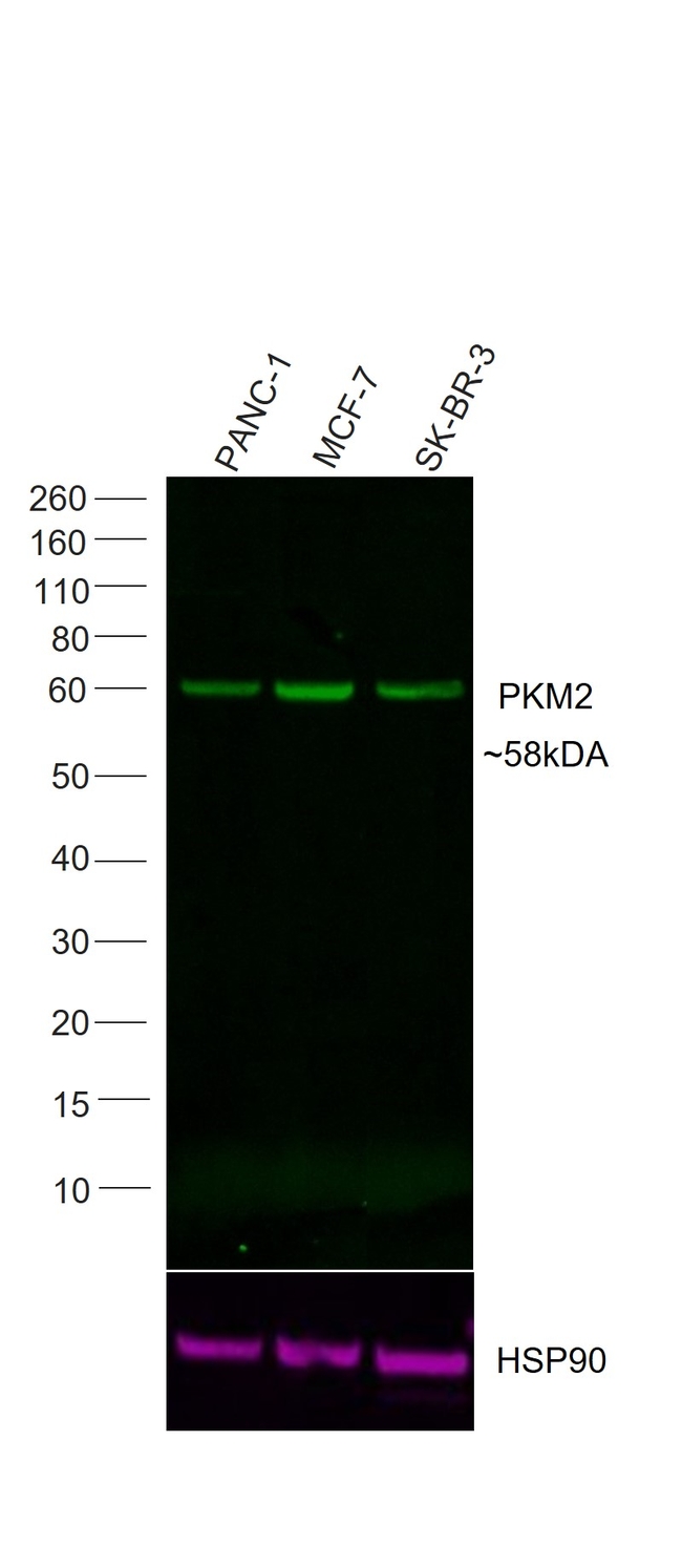 PKM2 Antibody in Western Blot (WB)