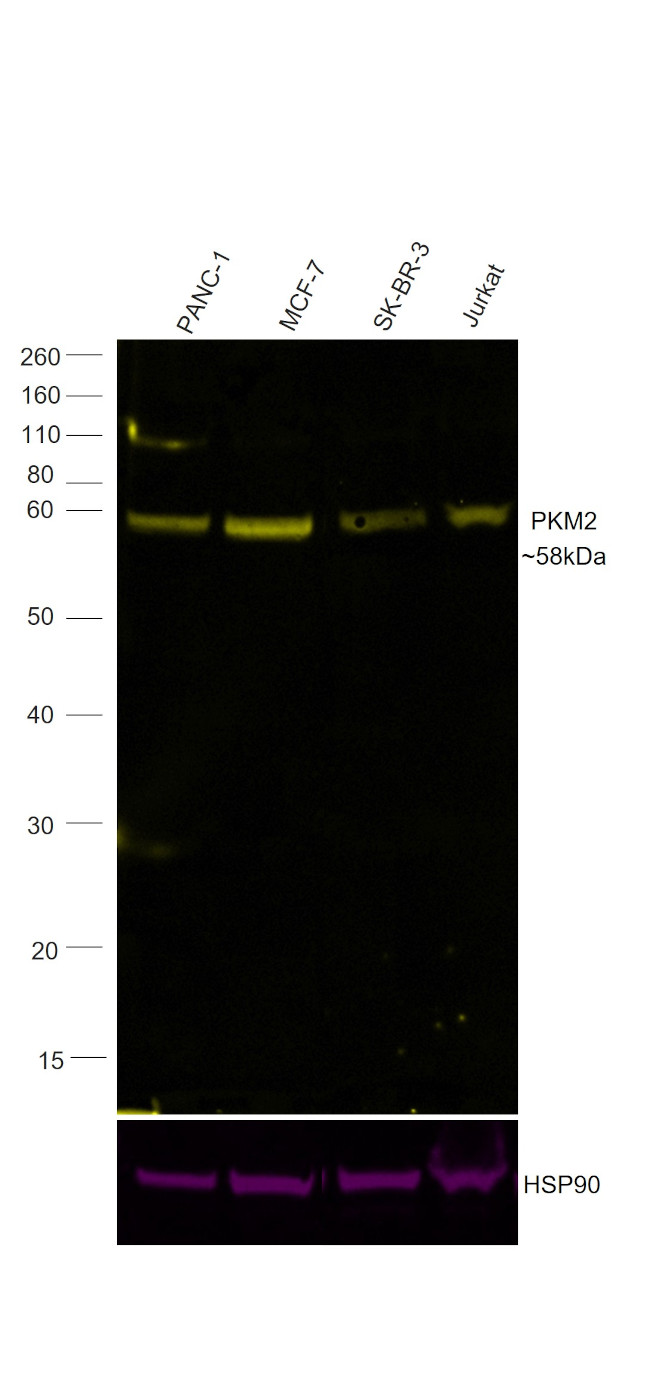 PKM2 Antibody in Western Blot (WB)