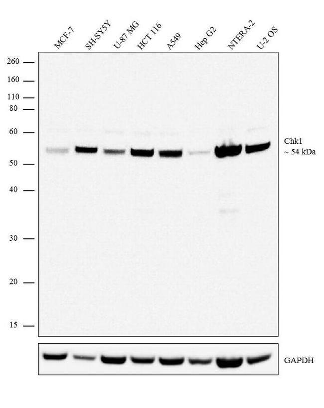 CHK1 Antibody in Western Blot (WB)