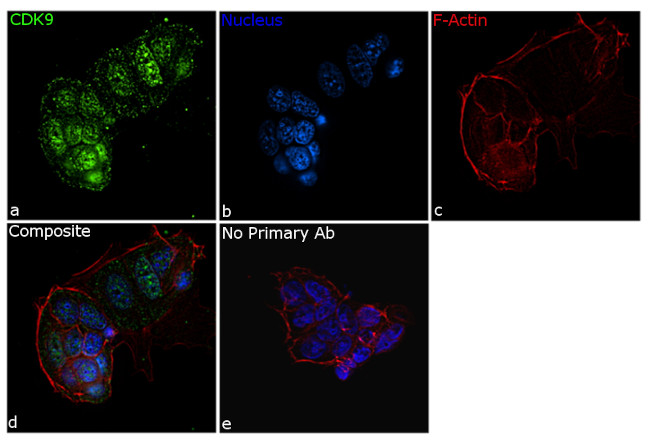 CDK9 Antibody in Immunocytochemistry (ICC/IF)