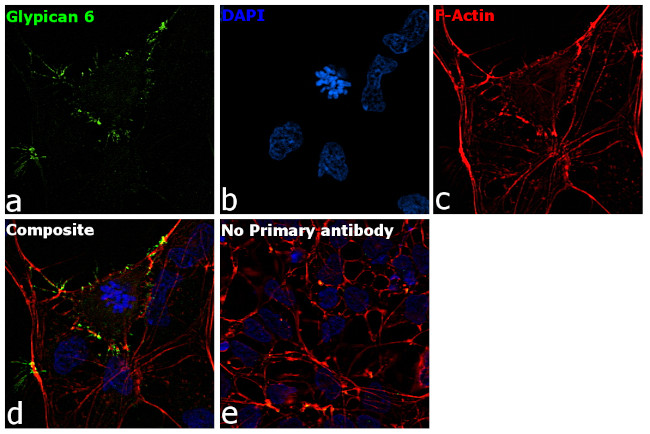 Glypican 6 Antibody in Immunocytochemistry (ICC/IF)