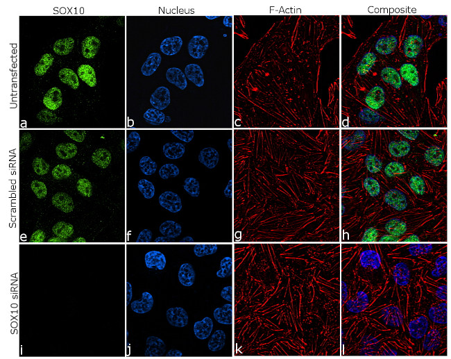 SOX10 Antibody