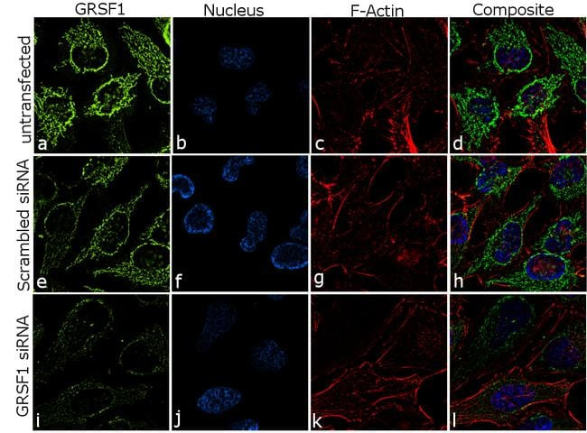 GRSF1 Antibody in Immunocytochemistry (ICC/IF)