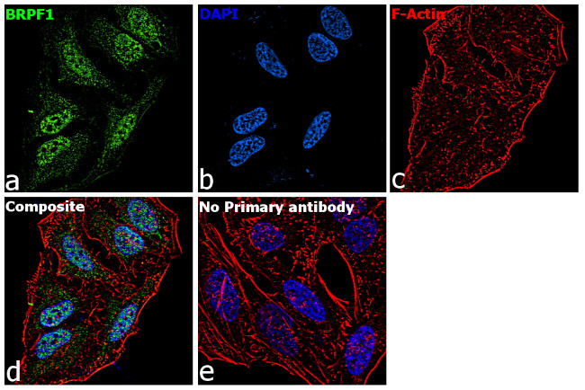 BRPF1 Antibody in Immunocytochemistry (ICC/IF)