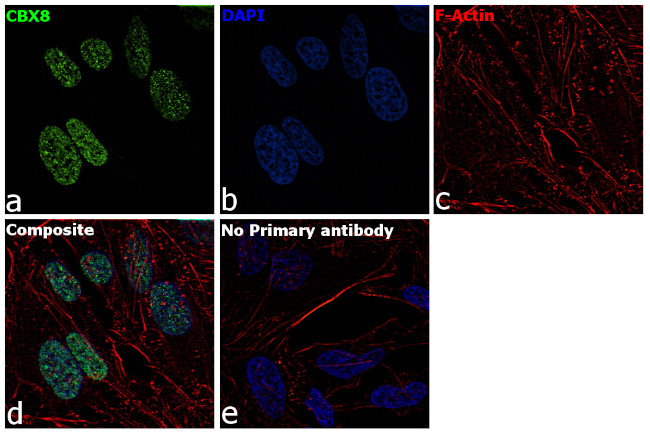 CBX8 Antibody in Immunocytochemistry (ICC/IF)