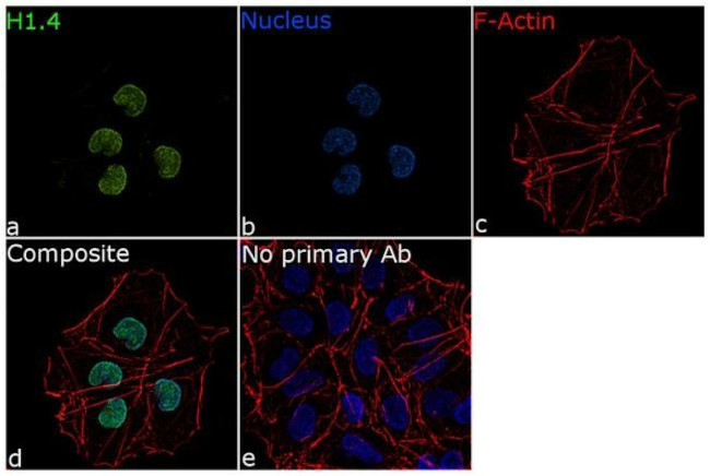 Histone H1.4 Antibody in Immunocytochemistry (ICC/IF)