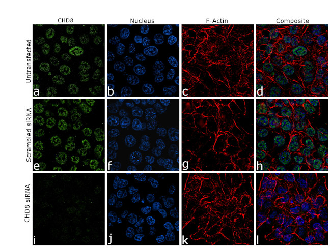 CHD8 Antibody in Immunocytochemistry (ICC/IF)