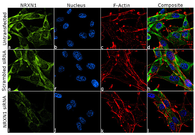NRXN1 Antibody in Immunocytochemistry (ICC/IF)