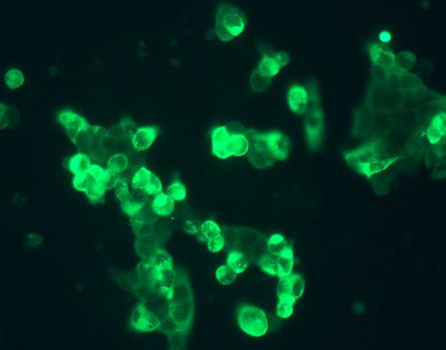 GALR2 Antibody in Immunocytochemistry (ICC/IF)