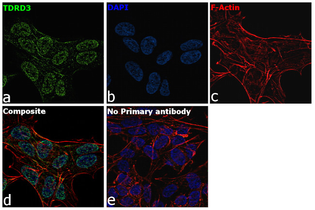 TDRD3 Antibody in Immunocytochemistry (ICC/IF)