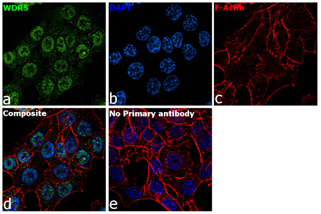 WDR5 Antibody in Immunocytochemistry (ICC/IF)