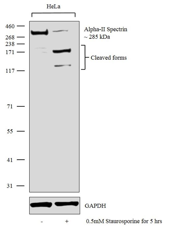 alpha-II Spectrin Antibody in Western Blot (WB)