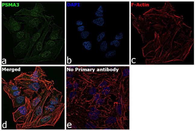 PSMA3 Antibody in Immunocytochemistry (ICC/IF)