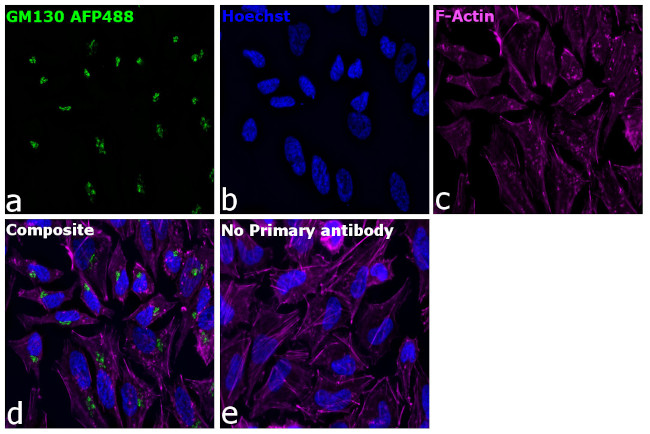 GM130 Antibody in Immunocytochemistry (ICC/IF)