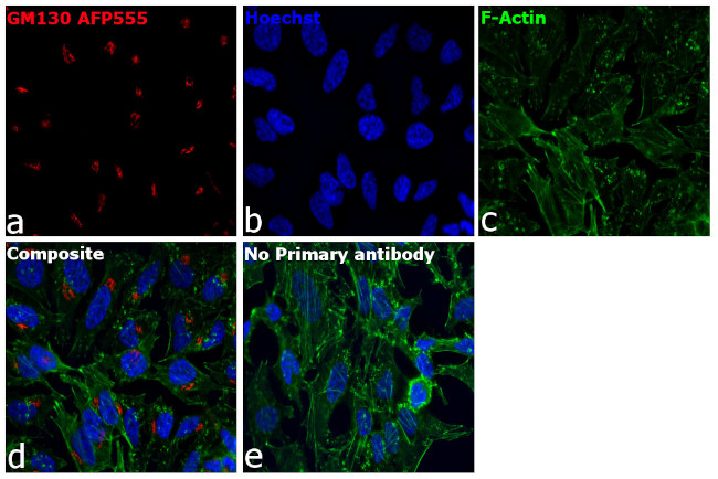 GM130 Antibody in Immunocytochemistry (ICC/IF)